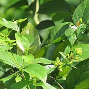 Ayurvedic Harshringar (Parijat) Green Leaves as it is -  For Fever, Pain Relief and More